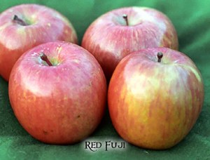 Red Fuji Apple